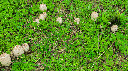 Common mushrooms growing among green grass in a clearing. Called the Coprinus white.