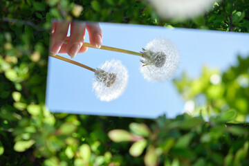  abstraction. in the mirror are female hands, dandelions sky. green nature around. close-up - 355470477