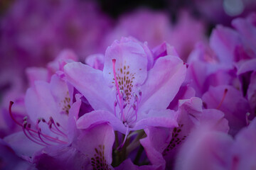 rododendron © Mieczyslaw