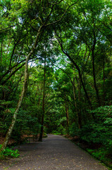 Fototapeta premium 並木道