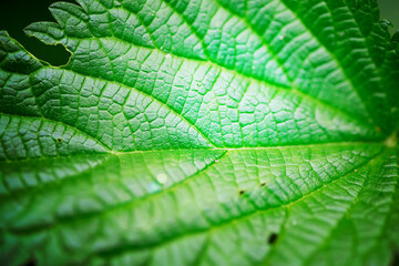 Green natural backdrop from green fresh leaves of fern plant growing in a park or garden.