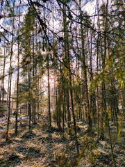 Fototapeta premium Spring forest
