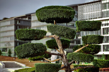 Perfectly shaped coniferous evergreen tree shrubs in public park with modern glass office building in the background. well maintained beautiful landscape design concept. outdoors. Bonsai garden style