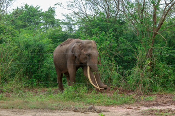 Fototapeta na wymiar The Elephant