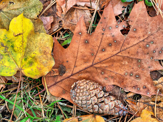 Autumn leaves in forest