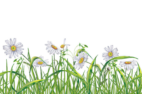 Seamless border of realistic summer plants. Panorama of green grass with chamomile bloom flowers. Watercolor hand painted isolated elements on white background.