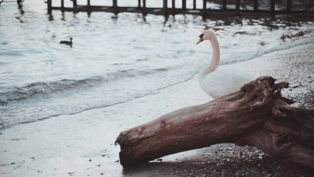 cigno vicino ad un lago, onde, uccello bianco 