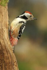 Beautiful middle spotted woodpecker (Dendrocopos medius) with nice colorful plumage and bright red feathers on head, sitting on a mossy tree branch