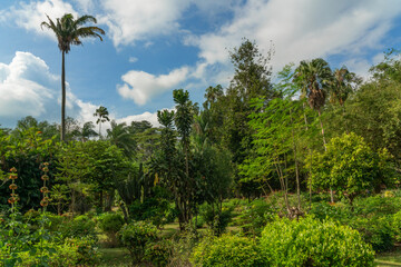 Fototapeta na wymiar Peradeniya Royal Botanical Gardens, Kandy, natural green landscape, Sri Lanka.