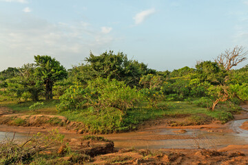 Fototapeta premium Sri Lanka jungle green landscape, Yala National Park