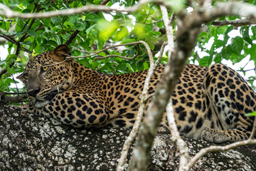 Leopard wild animal laying on the tree in jungle, Yala National Park, Sri Lanka