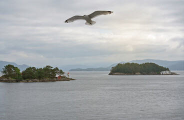 Fototapeta na wymiar Lysefjord islands landscape sea view with flying seagull, Norway