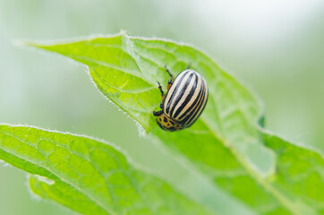 Colorado bug on green sheet