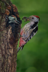 Nestling of a beautiful bird with colorful feathers, middle spotted woodpecker ( Dendrocopos medius) in the nest in the hollow of a tree is fed with an insect from the beak of his parent