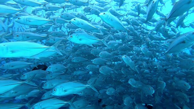 Slow motion shot school of tuna tunny fish on the blue background of the sea under water underwater in search of food. Diving in world of colorful beautiful wildlife of corals reefs in Maldives.