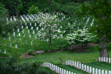 Fototapeta premium Memorial Day at Arlington National Cemetery