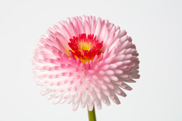 Blüte eines Gänseblümchen (Bellis perennis)  © lichtbildmaster