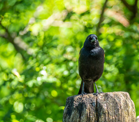 red-winged blackbird ,Agelaius phoeniceus