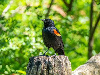 red-winged blackbird ,Agelaius phoeniceus