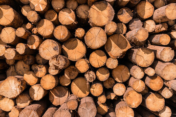 Stack of wood logs. Wood storage for industry. Felled tree trunks. Panorama of firewood cut tree trunk logs stacked prepared. Deforestation for Industrial production. Pattern of logs.
