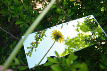 abstraction. the mirror displays the sky and yellow flowers - 355472891