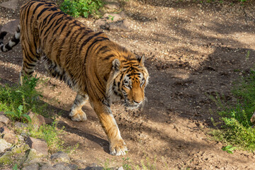 Siberian tiger (Panthera tigris tigris) is also called the Amur tiger (Panthera tigris altaica) in...
