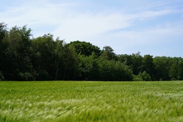 Grünes Kornfeld vor Bäumen in Schleswig-Holstein