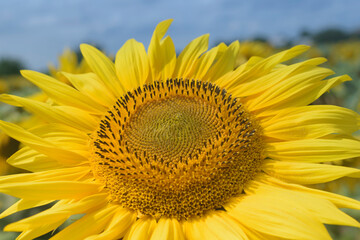 Close-up of a blooming sunflower.