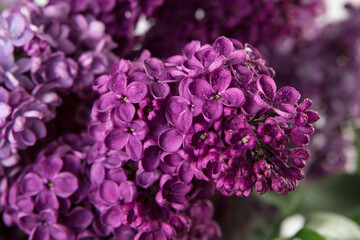 Fototapeta premium Close up of spring lilac violet flowers with drops of water.