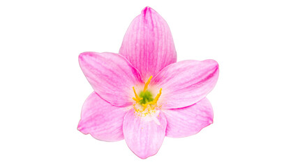 Obraz na płótnie Canvas pink fairy lily or rain lily or sephyr flower isolated on white