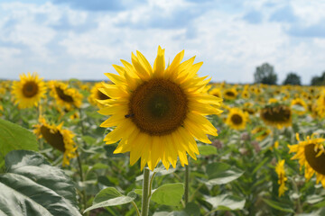 Summer landscape with a field of blooming sunflowers.