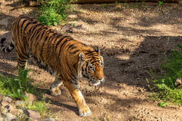 Siberian tiger (Panthera tigris tigris) is also called the Amur tiger (Panthera tigris altaica) in...