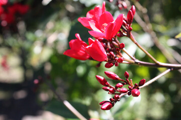 Wild red flower