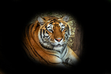 Siberian tiger (Panthera tigris tigris) is also called the Amur tiger (Panthera tigris altaica) in...