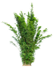 Bamboo trees with long stems and green leaves on a completely separate white ground.