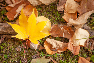 Beautiful yellow maple leaf tree in autumn season at Hokkaido, Japan