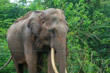 Fototapeta premium The Elephant