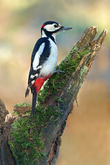 Beautiful wild bird, great spotted woodpecker  (Dendrocopos major) with colorful feathers looking for an insect under bark of a tree branch covered with moss