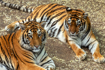 Fototapeta na wymiar Siberian tiger (Panthera tigris tigris) is also called the Amur tiger (Panthera tigris altaica) in the aviary of the zoo. Dangerous mammal is a predatory animal in the taiga. Big wild cat