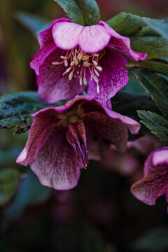 Pink And Purple Hellebore Flowers In The Garden