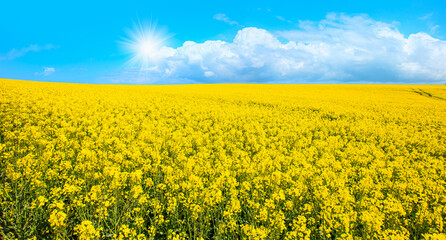 Fototapeta premium Yellow mustard field landscape industry of agriculture 