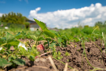 flowering strawberry plant in the field on an organic farm. copy space