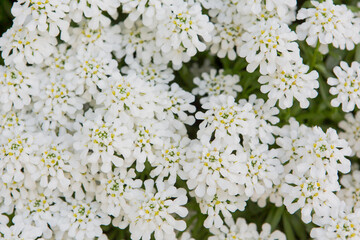 Tiny white flowers blooming in meadow in nature outdoors. Close up shot. High angle view. Floral background or texture.