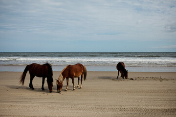 wild horses on the beach