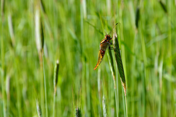 beautiful dragonfly on a background of green wheat closeup