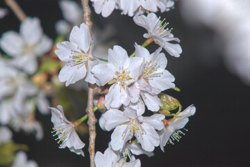 夜桜