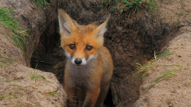 Fox animal hole brute predator wolf nature wild summer zoo