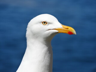 portrait de goéland sur fond océan