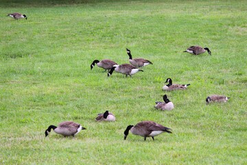 Canada geese in Washington
