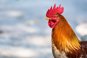 Closeup beautiful chicken on blurred cement floor textured background with copy space.Bangkok, Thailand.